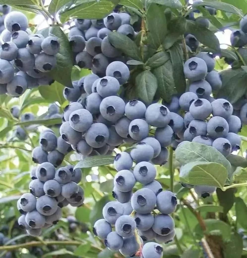 American Giant Blueberry Seeds 20gm