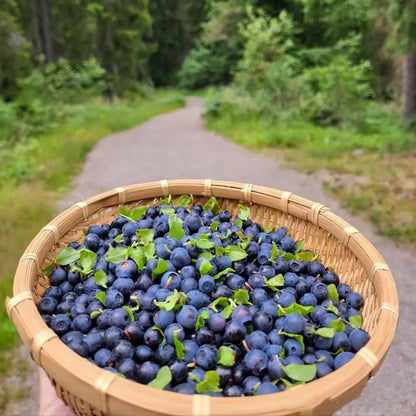 American Giant Blueberry Seeds 20gm