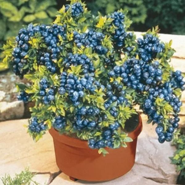 American Giant Blueberry Seeds 20gm