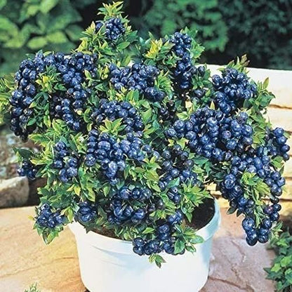 American Giant Blueberry Seeds 20gm