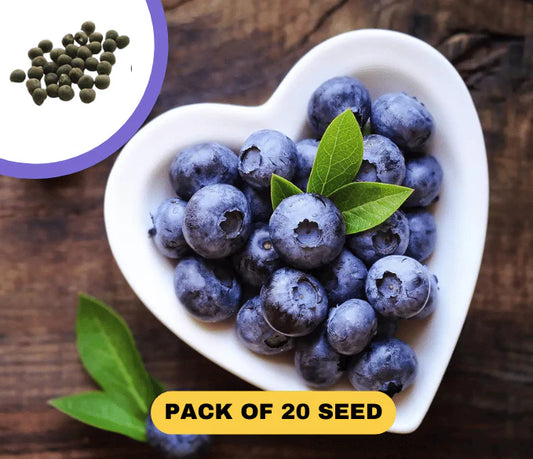 American Giant Blueberry Seeds 20gm